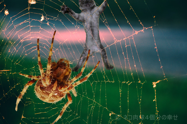 蜘蛛の巣に引っかかった猫 ネコ肉球４個分の幸せ